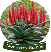 ALOE FEROX GUINEE