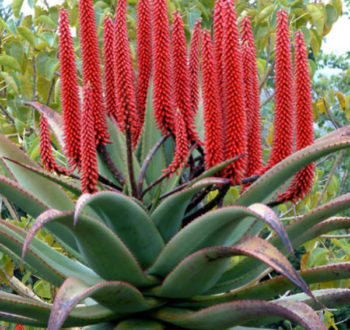 Aloe-ferox-Bitter-Aloe2
